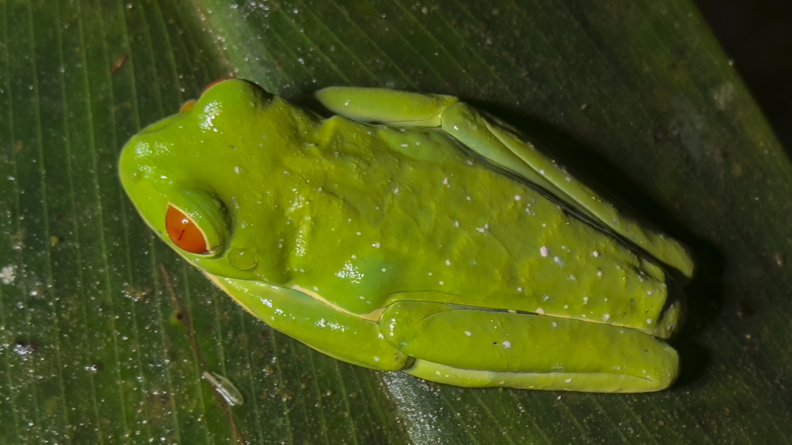 Rotaugenlaubfrosch - Agalychnis callidryas - Redeyed tree frog - Rana de ojos rojos